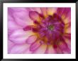 Dahlia, Sammamish, Washington, Usa by Darrell Gulin Limited Edition Pricing Art Print