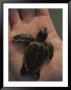 A Newly-Hatched Loggerhead Sea Turtle On The Palm Of A Human Hand by Michael Melford Limited Edition Print