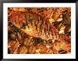 Grilled Fish And Shrimp by Peter Ardito Limited Edition Print