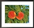 Close-Up Of Peaches On A Tree by Inga Spence Limited Edition Pricing Art Print
