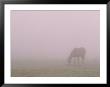 Horses In Fog by Preston Lyon Limited Edition Pricing Art Print