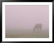 Horses In Fog by Preston Lyon Limited Edition Pricing Art Print