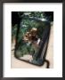 Reflection Of Beagle In Car Rearview Mirror by David Bitters Limited Edition Print
