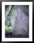 Spider Webs And Dew Drops by Jim Corwin Limited Edition Print