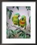 Salvadori's Fig Parrots, Pair (Psittaculirostris Salvadorii) by Reinhard Limited Edition Print