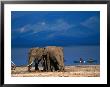 Elephants Standing On The Shore While Onlookers Pass Them In A Canoe, Lake Manyara N.P., Tanzania by Ariadne Van Zandbergen Limited Edition Print