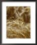 A Close View Of A Wheat Plant by Jason Edwards Limited Edition Print