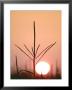 Corn Tassel At Sunrise by Timothy O'keefe Limited Edition Print