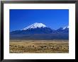 Llama And Alpaca Herd In Sajarma Valley With Mt. Parincota Behind, Mt. Parincota, Oruro, Bolivia by Grant Dixon Limited Edition Print