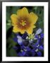 Yellow Flax, Bluebonnets, Moore, Texas, Usa by Darrell Gulin Limited Edition Print