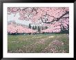 Japanese Cherry Trees And Students On The University Of Washington Campus, Seattle, Washington, Usa by Jamie & Judy Wild Limited Edition Pricing Art Print