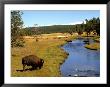 Nez Perce Creek With Bison Grazing At Yellowstone National Park, Wyoming, Usa by Bill Bachmann Limited Edition Print