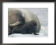 A Female Walrus Nuzzles Her Infant by Norbert Rosing Limited Edition Print