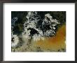 Colonies Of Filamentous Bacteria In An Uzon Hot Spring by Peter Carsten Limited Edition Print