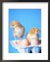 Baby Chicks And Carton Of Eggs by Thomas Mcguire Limited Edition Pricing Art Print