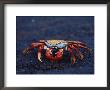 Sally Lightfoot Crab (Grapsus Grapsus), Fernandina Island, Galapagos Islands, South America by James Hager Limited Edition Print