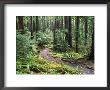 Trail To Soleduc Falls, Olympic National Park, Washington, Usa by Charles Sleicher Limited Edition Print