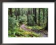 Trail To Soleduc Falls, Olympic National Park, Washington, Usa by Charles Sleicher Limited Edition Pricing Art Print