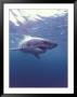 South Africa Great White Shark by Michele Westmorland Limited Edition Pricing Art Print