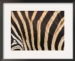 Zebra, Australia by David Wall Limited Edition Pricing Art Print