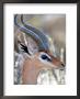 Close-Up Of Male Gerenuk, Kenya by William Sutton Limited Edition Print
