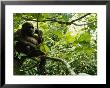 A Gorilla Sitting In A Treetop by Michael Nichols Limited Edition Pricing Art Print