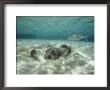 A Southern Sting Ray Burrowing Into Sand As A Fish Swims Nearby by Bill Curtsinger Limited Edition Print