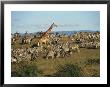 Kenya, Masia Giraffe And Herd Of Zebra by Michele Burgess Limited Edition Pricing Art Print