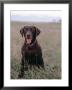 Happy Dog by Fogstock Llc Limited Edition Print