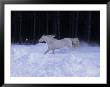 Stallion In Snow, New Market, Ontario, Canada by Ralph Reinhold Limited Edition Print