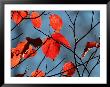 Autumn Colors At Lake Of The Woods, Ontario, Canad by Keith Levit Limited Edition Print