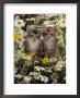Domestic Cat, Burmese-Cross Kittens Among Ox-Eye Daisies And Buttercups by Jane Burton Limited Edition Print