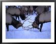 National Elk Herd Locking Antlers In Snow, Jackson Hole, Usa by Lee Foster Limited Edition Print