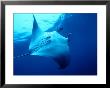 Underside Of Manta Ray Between Batteaux Bay And Little Tobago Island, Trinidad & Tobago by Michael Lawrence Limited Edition Print