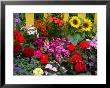 Yellow Picket Fence With Garden Of Sunflowers, Delphnium, Zinnia, And Geranium by Darrell Gulin Limited Edition Pricing Art Print