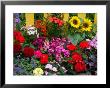 Yellow Picket Fence With Garden Of Sunflowers, Delphnium, Zinnia, And Geranium by Darrell Gulin Limited Edition Pricing Art Print
