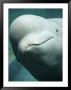 The Friendly Face Of A Beluga Whale In Extreme Close-Up by Nick Caloyianis Limited Edition Print