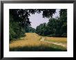 Trail Leading To Turkey Point In Elk Neck State Park by Nadia M. B. Hughes Limited Edition Print