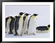 A Group Of Emperor Penguins On The Shore Of Mcmurdo Sound by Bill Curtsinger Limited Edition Print