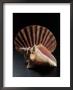 Sea Shells by Terry Why Limited Edition Print