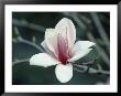Magnolia (1999) by Gregory Baker Limited Edition Print