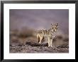 Coyote, Canis Latrans by Roger Holden Limited Edition Pricing Art Print