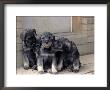 Three Schnauzer Puppies Sitting Together, Canada by Ralph Reinhold Limited Edition Print