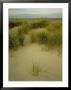 Grasses On Dunes, Mi, Usa by Willard Clay Limited Edition Print