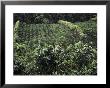 Coffee Fields In Costa Rica by John Anderson Limited Edition Print