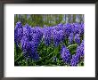 Muscari Armeniacum Syn, Muscarimia (Grape Hyacinth), Bright Blue Flowers With White Mouths by Mark Bolton Limited Edition Print