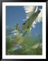 A Little Corella Cockatto Takes Flight From A Pine Tree by Jason Edwards Limited Edition Pricing Art Print
