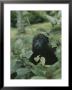 A Juvenile Howler Monkey Hides In A Patch Of Greenery by Nicole Duplaix Limited Edition Pricing Art Print