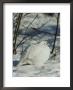 White-Tailed Ptarmigans Blending With The Snow by Michael S. Quinton Limited Edition Pricing Art Print