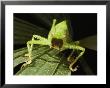 Pink-Eyed Tropical Female Katydid, Mouth Agape And Spiny Legs On Leaf by Darlyne A. Murawski Limited Edition Pricing Art Print
